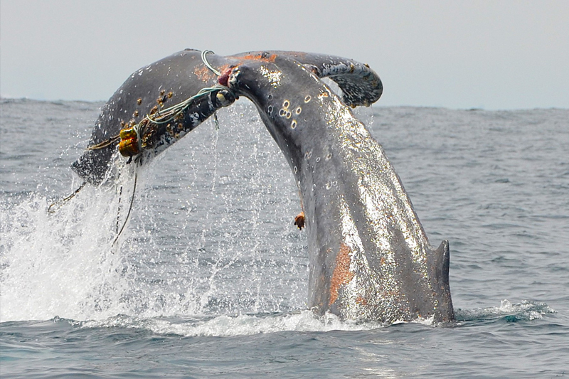An entangled humpback whale slapping its tail minutes before finally freeing itself from fishing gear.