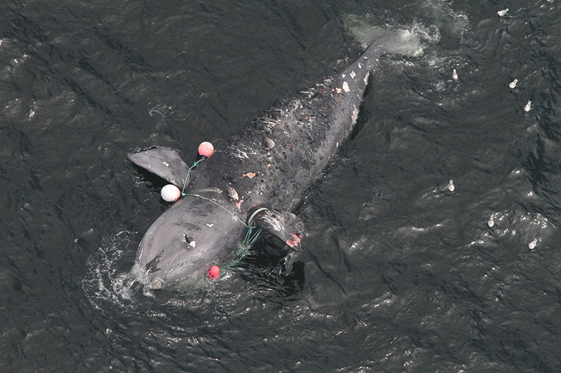 Entangled whale